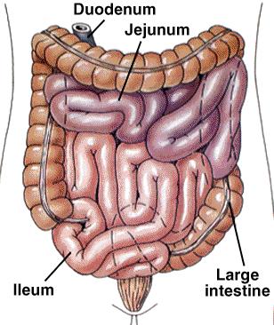 SMALL INTESTINE SI is longest part of dig.