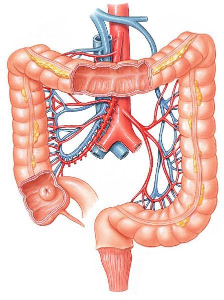 cecum and right colic flexure Transverse colon - horizontal portion Descending colon -