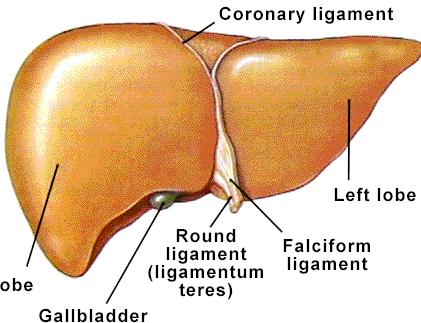 LIVER On right under diaphragm, largest organ made up of 4