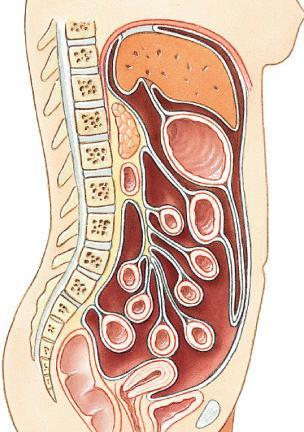 MEMBRANES Mesentery - double sheet of peritoneum, surrounding and suspending portions of the digestive organs Greater omentum - "fatty apron", hangs anteriorly from