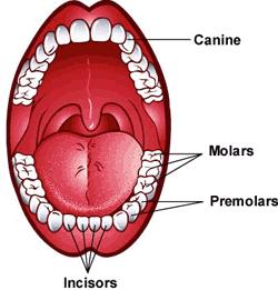 Mechanical Digestion: Oral Cavity