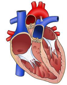 Heart Valve Replacement Introduction Sometimes people have serious problems with the valves in their hearts. A heart valve repair or replacement surgery restores or replaces a defective heart valve.