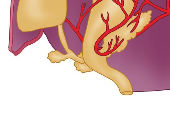 Likewise, the spleen develops in the dorsal mesogastrium.