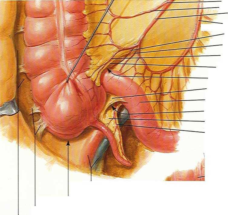 Recesses of peritoneal cavity (near caecum) 1 2 3 1 - Recessus