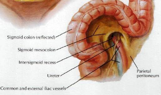 Recesses of peritoneal