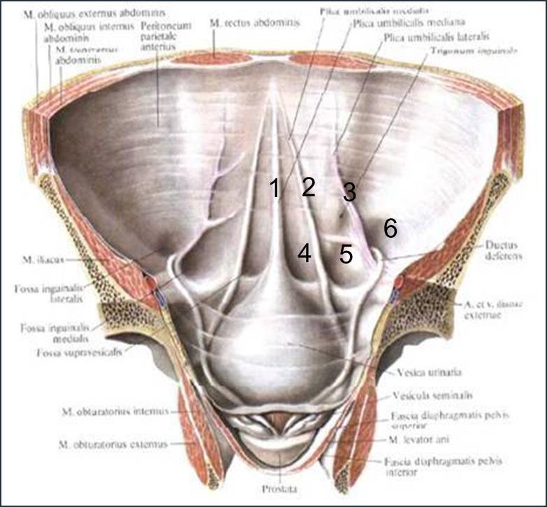 Internal surface, the lower part of the anterior abdominal wall 1 plica umbilicalis mediana (obliterated urachus) 2 plica