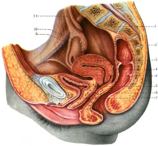 Peritoneum in pelvic cavity