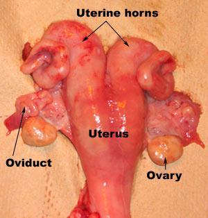 Reproductive Anatomy Uterus
