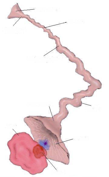 Reproductive Anatomy Oviduct Female Reproductive Tract Between