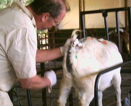 Artificial Insemination What methods