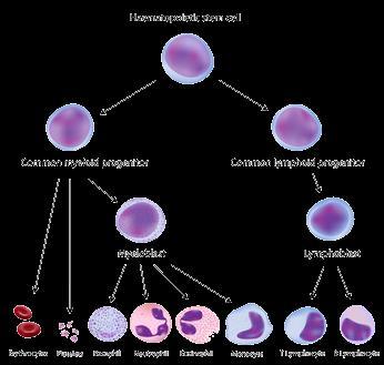 Hematopoiesis A role in stem cell commitment and differentiation Regulates apoptosis (programmed cell death) of red blood cell precursors