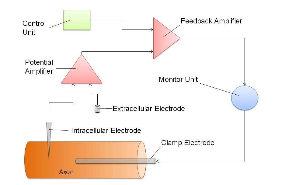 12 Figure 2: Schematic of voltage clamp configuration. The electrode used to clamp the potential of the cell is threaded into the axon.