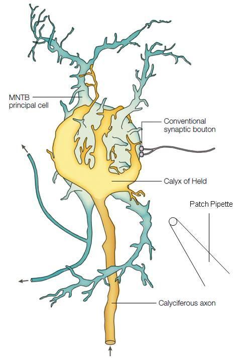 27 Figure 6: Depiction of the calyx of Held synapse. Components of the synapse include the presynaptic axon terminating to form the calyx of Held, fenestrating postsynaptic principal cell of the MNTB.