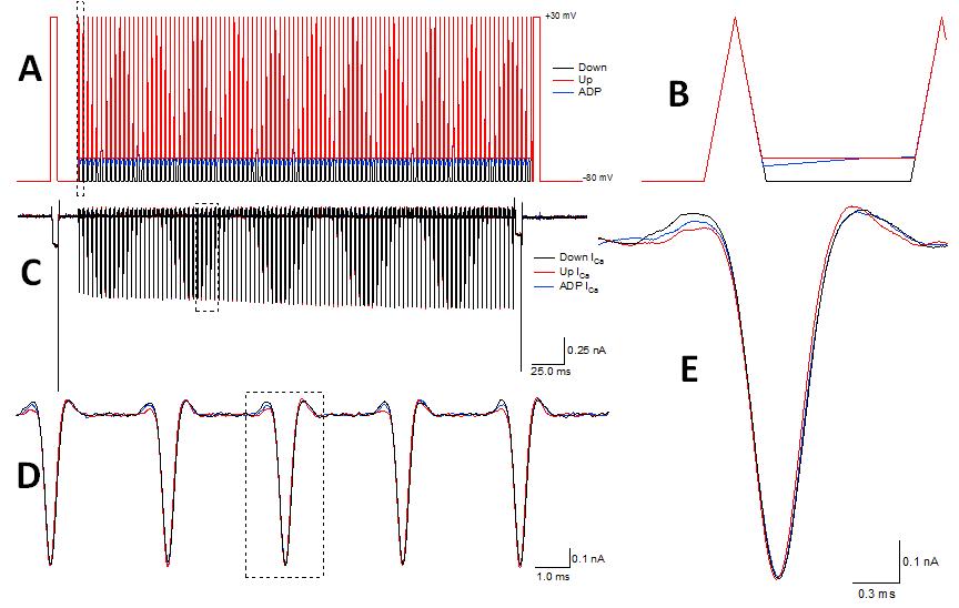 Figure 28: Investigating the effect of down-, up-, and ADP-state stimuli on calcium activity pseudo-action potential trains A, Test pulses consisting of a train of 100 symmetric pap pulses followed