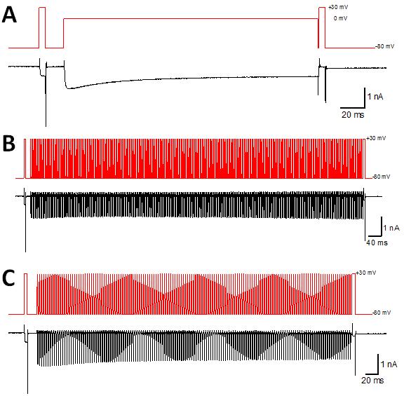 87 Figure 30: Inactivation assessment of area normalized stimulus of long pulse and pap trains Test pulses are preceded and followed by 5 ms box depolarizations to +30 mv to measure inactivation.