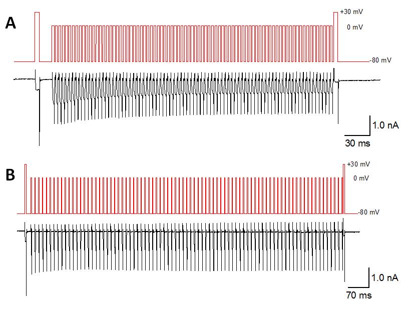 91 Figure 33: Inactivation resulting from repetitive box wave pulses normalized to stimulus area Test pulses are flanked by 5 ms box depolarizations to +30 mv to measure inactivation.