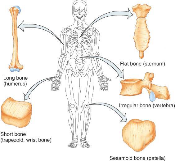 cells tissue organ o 5 basic types of bones classified by shape: Long - compact TYPES OF BONES Short - spongy except surface Flat - plates of compact enclosing spongy Irregular - variable