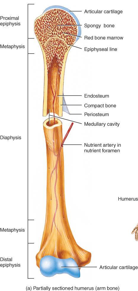 o Articular cartilage: hyaline cartilage covering the part of epiphysis where the bone forms a joint; reduces friction o Medullary cavity: marrow cavity within the diaphysis; contains bone marrow o