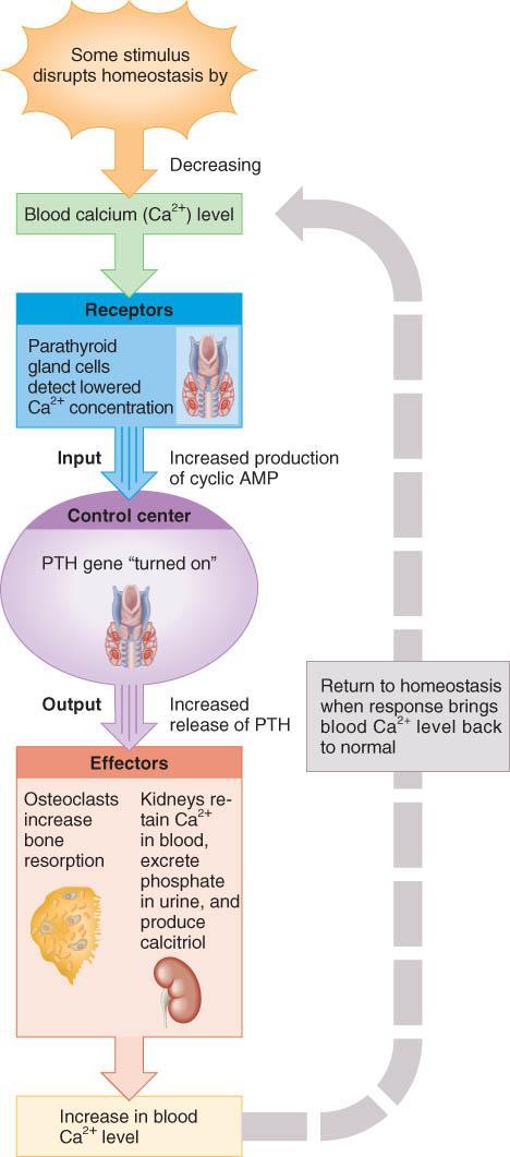 REGULATION OF CALCIUM BLOOD Linking point to BIOH111, Session 24 LEVELS o Parathyroid hormone (PTH) is secreted if Ca +2 levels falls PTH gene is turned on & more PTH is secreted from PT gland