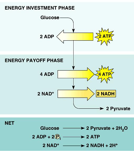 Glycolysis summary ENERGY INVESTMENT ENERGY AYFF NET YIELD A Biology G3 --- - endergonic invest some