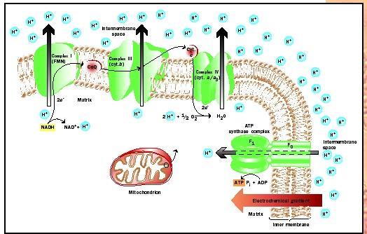Oxidative Phosphorylation Formation of ATP using energy