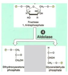 Glycolysis: Step by Step Step 4: the unstable molecule is split