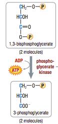 Glycolysis: Step by Step Step 7: ADP phosphorylate to create ATP