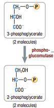 Glycolysis: Step by Step Step 8: phosphate moved from carbon