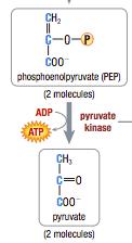 Glycolysis: Step by Step Step 10: ADP phosphorylate to ATP