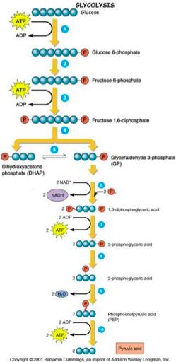 Glycolysis Summary glucoseà 2 pyruvate net 2 ATP