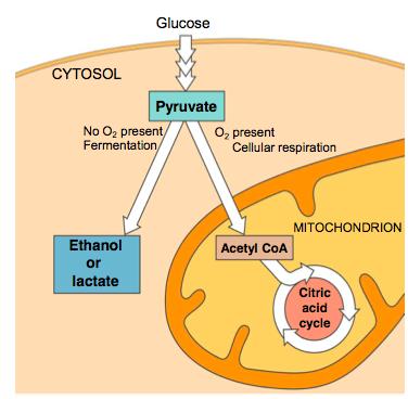 Anaerobic Respiration Anaerobic conditions: without oxygen Cells can only utilize glycolysis to make ATP