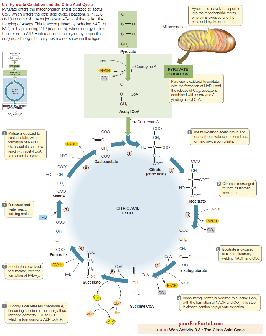 The Krebs Cycle The Krebs cycle details what happens to the pyruvate end product of glycolysis.