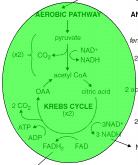 In a step leading up to the actual Krebs cycle, pyruvate combines with coenzyme A (CoA) to produce acetyl CoA. In that reaction 1 NADH and 1 CO 2 are also produced. 2. Krebs Cycle: 3 NADH, 1 FADH2, 1 ATP, CO2.