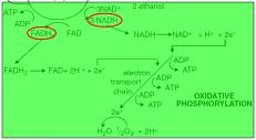 Along the way, 3 NADH and 1 FADH2 (Flavin adenine dinucleotide) are made and CO 2 is released. FADH2, like NADH, is a coenzyme, accepting electrons during a reaction.