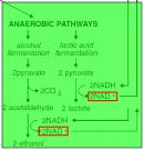 The pathways in plants and animals, alcoholic and lactate fermentation, respectively, are slightly different, but the objective of both processes is to replenish NAD+ so that glycolysis can proceed