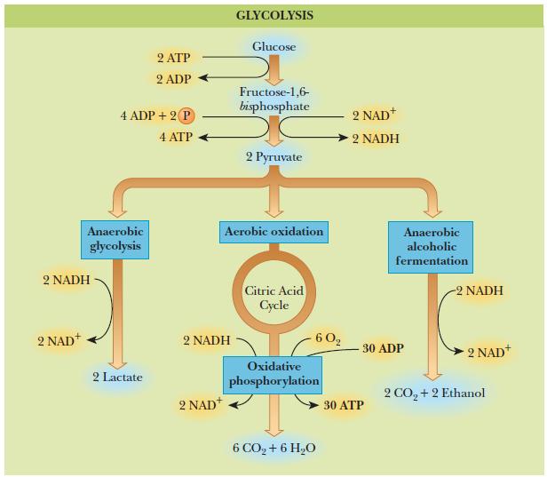 Glycolysis Oxidation of glucose or glycogen to
