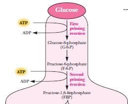 2. Hormone the secretion of insulin enhances the synthesis of the key enzyme responsible for glycolysis Other hormone like epinephrin and glucagon inactivate pyruvate kinase, and thus inhibit