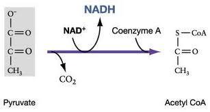 dehydrogenase) 2.