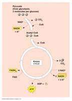 Energy accounting of Krebs cycle 4 NAD +1 FAD 4 +1FADH 2 2x pyruvate C 3C 3x 1C 1 ADP 1 Net gain = 2 = 8 + 2 FADH 2 Value of Krebs cycle?
