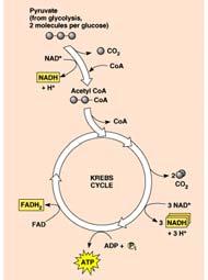 accounting so far Glycolysis 2 Kreb s cycle 2 Life takes a lot of energy to run, need to extract more energy than 4! There s got to be a better way!