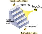 each carrier more electronegative controlled oxidation