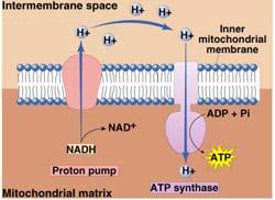Chemiosmosis The diffusion of ions across a membrane build up of proton gradient just so H+ could flow through synthase enzyme to