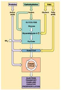 Krebs cycle as acetyl CoA Metabolism Coordination of chemical processes across whole organism