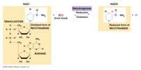 xidizing agent in respiration NAD+ (nicotinamide adenine dinucleotide) Removes electrons from food (series of reactions)