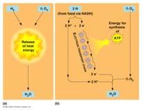 carrier molecules (membrane proteins) Shuttles electrons that release energy used to make Sequence of reactions that