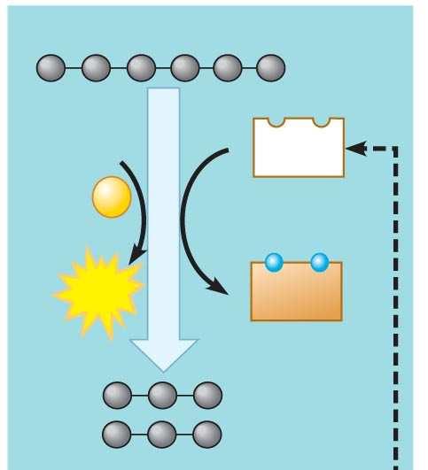 جلوكوز Glucose Lactic acid fermentation تخمر الحامض اللبني 2 ADP + 2 P 2 ATP تحلل