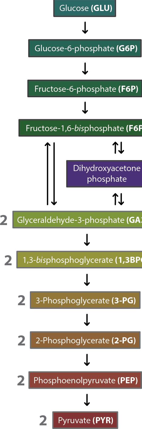 Fructose Regulatory Enzyme Bypassed Glycolysis Metabolism of Other