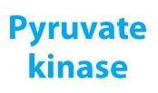 Enzyme 10 Pyruvate Kinase: - Metabolically irreversible reaction - This reaction is another site of regulation