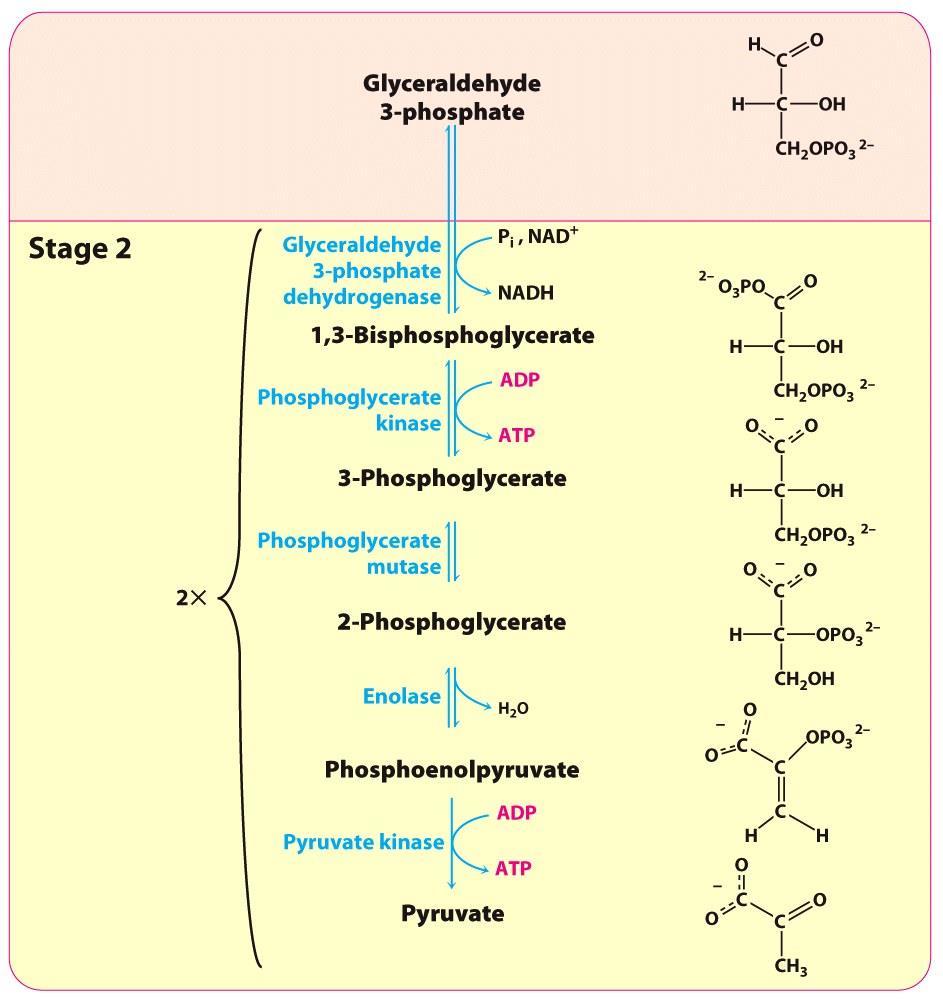 Triose Stage 2 glyceraldehyde 3- phosphate molecules generated per one
