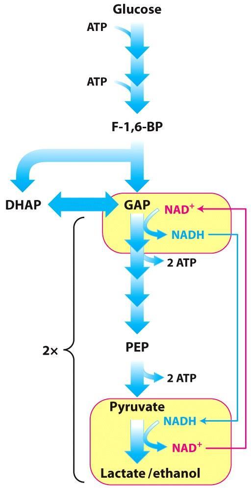 Reduction of Pyruvate to Lactate muscles - anaerobic This reaction regenerates NAD + for use by glyceraldehyde 3-phosphate dehydrogenase in glycolysis. This will maintain glycolytic flux.